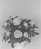 Rosa%20hybrida%20%27KORpot109%27