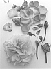 Rosa%20hybrida%20%27Poulpal090%27