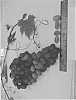Vitis%20vinifera%20%27SV28-100-202%27