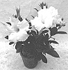 Mandevilla%20sanderi%20%27QD18%27