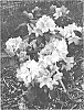 Rhododendron%20hybrida%20%27HoldenRhodo213%27
