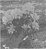 Rhododendron%20hybrida%20%27HoldenRhodo212%27
