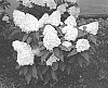 Hydrangea%20paniculata%20%27Bokopiav%27