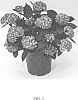 Hydrangea%20macrophylla%20%27Bailmacseven%27