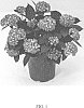 Hydrangea%20macrophylla%20%27Bailmacseven%27
