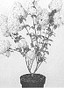 Hydrangea%20paniculata%20%27COUHARIE%27