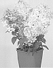 Hydrangea%20paniculata%20%27COUSTAR02%27