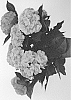 Hydrangea%20macrophylla%20%27HISHA%27
