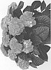 Hydrangea%20macrophylla%20%27HIMEA%27