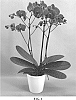 Phalaenopsis%20hybrid%20%27PHA329719%27