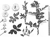 Rosa%20hybrida%20%27Heavenly%20Ascent%27