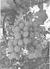 Vitis%20vinifera%20L.%20%27SV34-150-338%27