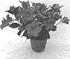 Mandevilla%20sanderi%20%27QD20%27