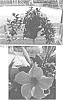Mandevilla%20hybrida%20%27Sunpa%20201%27