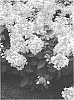 Hydrangea%20paniculata%20%27LISSJUDY%27