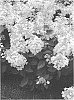 Hydrangea%20paniculata%20%27LISSJUDY%27