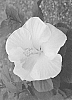 Hisbiscus%20rosa-sinensis%20%27JBG%20AH-09%27