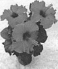 Hibiscus%20rosa-sinensis%20%27HQ301%27