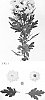 Chrysanthemum%20X%20morifolium%20%27DLFROC2%27