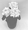 Euphorbia%20pulcherrima%20Willd.%20%27QS47%27