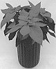 Euphorbia%20pulcherrima%20Willd.%20%27QS44%27