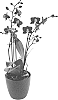 Phalaenopsis%20hybrida%20%27Grand%20Master%27