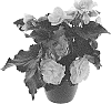 Begonia%20x%20hiemalis%20%27BKPBEEFW%27
