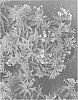 Bouvardia%20hybrida%20%27WINBUESLST%27