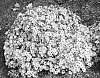 Aster%20oblongifolius%20%27Cotton%20Candy%27