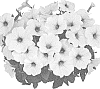 Petunia%20X%20hybrida%20%27Dopetdurasil%27