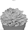 Echeveria%20lilacina%20x%20agavoides%20%27AMIECH2105%27