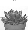 %28%28Echeveria%20pulidonis%20E.%20Walther%20x%20%28Echeveria%20gibbiflora%20x%20Echeveria%20elegans%29%29%20x%20Echeveria%20lilacina%20Kimnach%29%20x%20Echeveria%20agavoides%20%27AMIECH2102%27