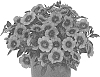 Calibrachoa%20parviflora%20%27Docalhuhopi%2021%27