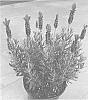 Lavandula%20stoechas%20%27Dolavladibini%27