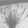 Lavandula%20angustifolia%20%27Dolavladivivi%27