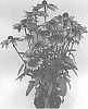 Echinacea%20purpurea%20X%20Rudbeckia%20hirta%20%27ET%20RDB%20751%27