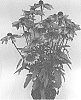 Echinacea%20purpurea%20X%20Rudbeckia%20hirta%20%27ET%20RDB%20751%27