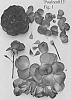 Rosa%20hybrida%20%27Poulren033%27