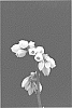 Vaccinium%20corymbosum%20L.%20%27FL11-37%27
