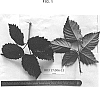 Rubus%20L.%20subgenus%20Rubus%20%27PS-BK3-17.006-13%27