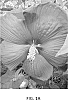 Hibiscus%20moscheutos%20%27RutHib4%27