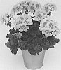 Pelargonium%20peltatum%20%28L.%29%20L%27H%C3%A9r.%20ex%20Aiton%20x%20Pelargonium%20zonale%20%28L.%29%20L%27H%C3%A9r.%20ex%20Aiton%20%27KLEPZ21614%27