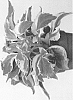 Kalanchoe%20laciniata%20%27EC-KALA-2109%27
