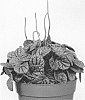 Peperomia%20caperata%20%27EC-PEPE-2101%27