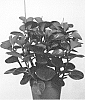 Peperomia%20obtusifolia%20%27EC-PEPE-2104%27