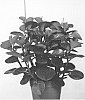 Peperomia%20obtusifolia%20%27EC-PEPE-2104%27