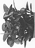 Peperomia%20obtusifolia%20%27EC-PEPE-2103%27