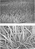 Pennisetum%20alopecuroides%20%27Pure%20Energy%27
