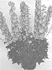 Delphinium%20elatum%20X%20%28Delphinium%20x%20belladonna%29%20%27ET%20DLP%20827%27