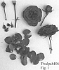Rosa%20hybrida%20%27Poulpah106%27